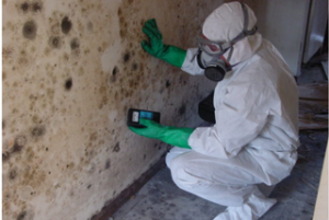 A Comprehensive Guide with Mold Testing Kit
