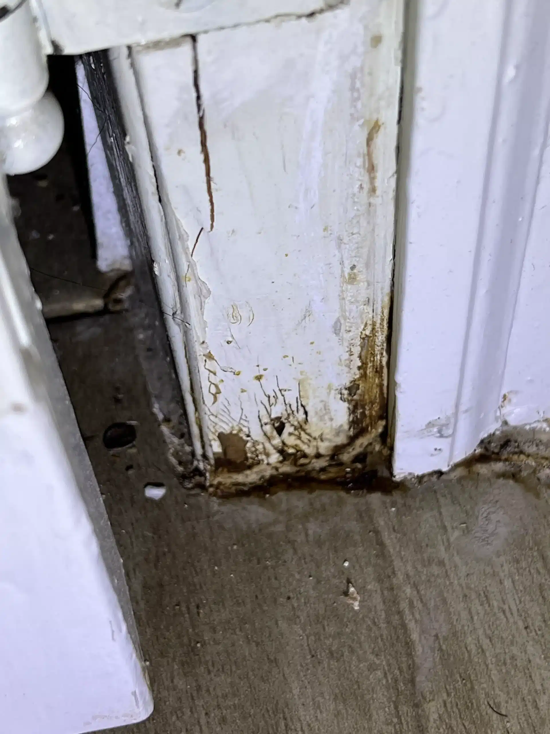 Mold Remediation