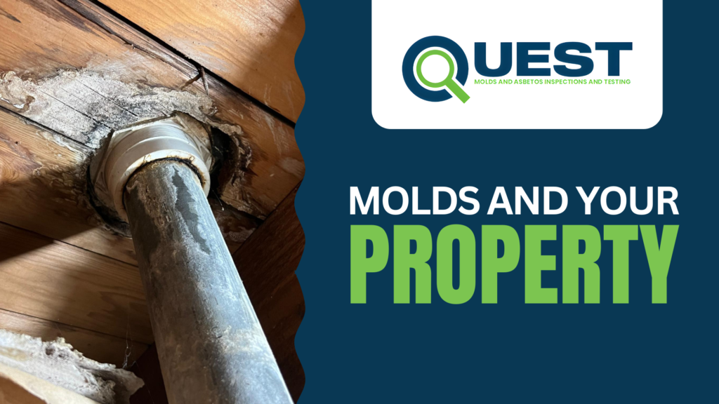 Impact of Mold on Property Value