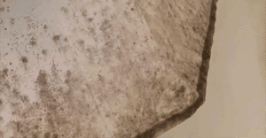 How Is Mold the Cause Behind Structural Damage to Homes?