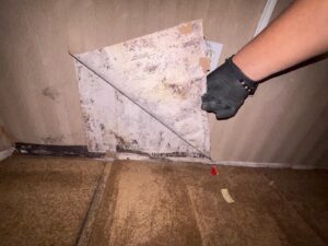 Trustworthy Mold Testing in Long Island