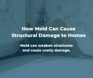 How Is Mold the Cause Behind Structural Damage to Homes?