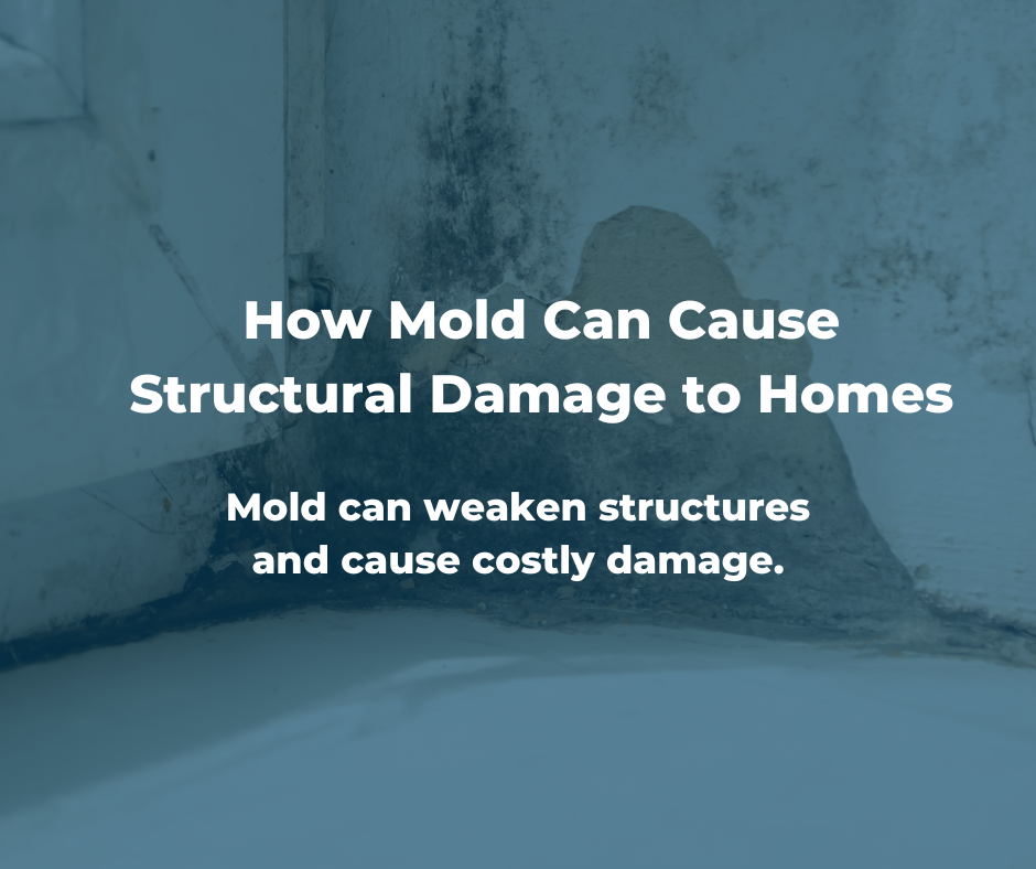 Mold Can Cause Structural Damage