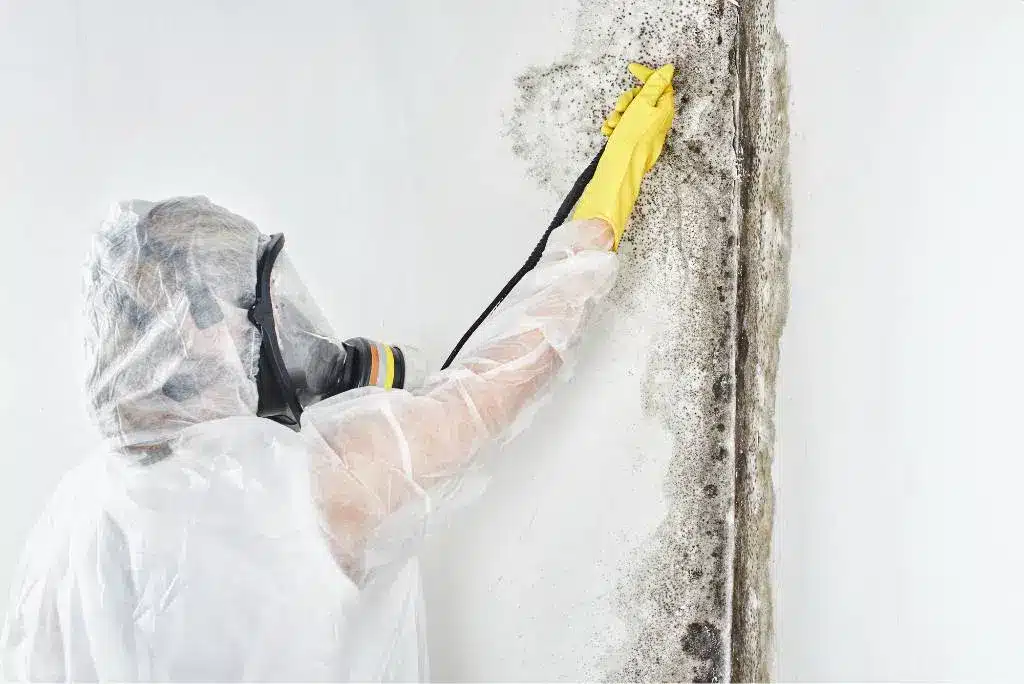 mold inspection long island