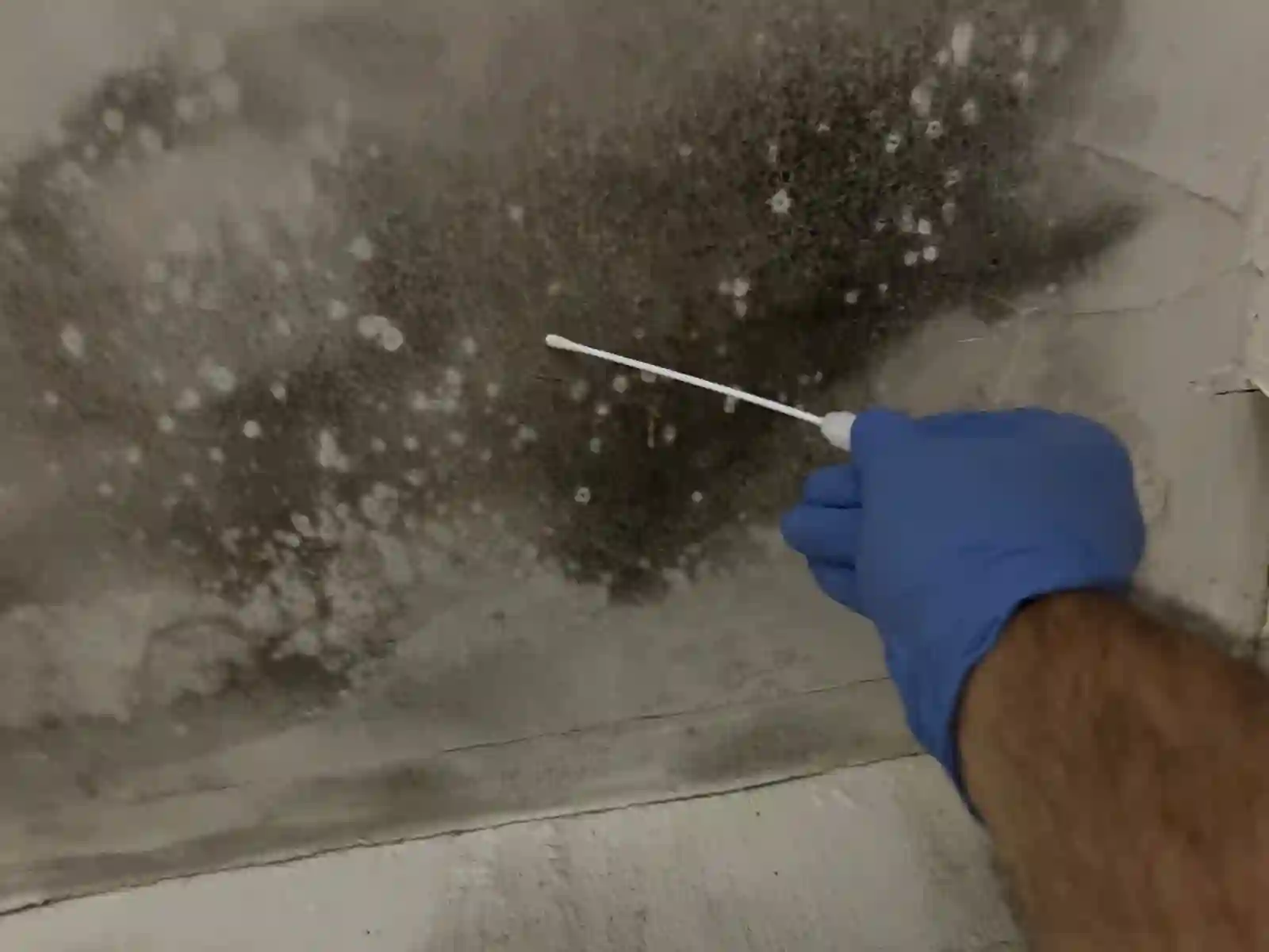 mold inspection service long island